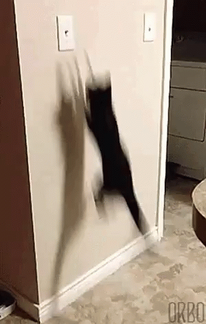 A cat turning a light switch off and on